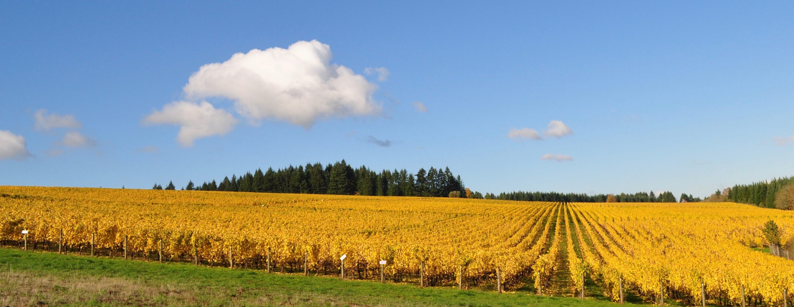 Carabella Vineyard
