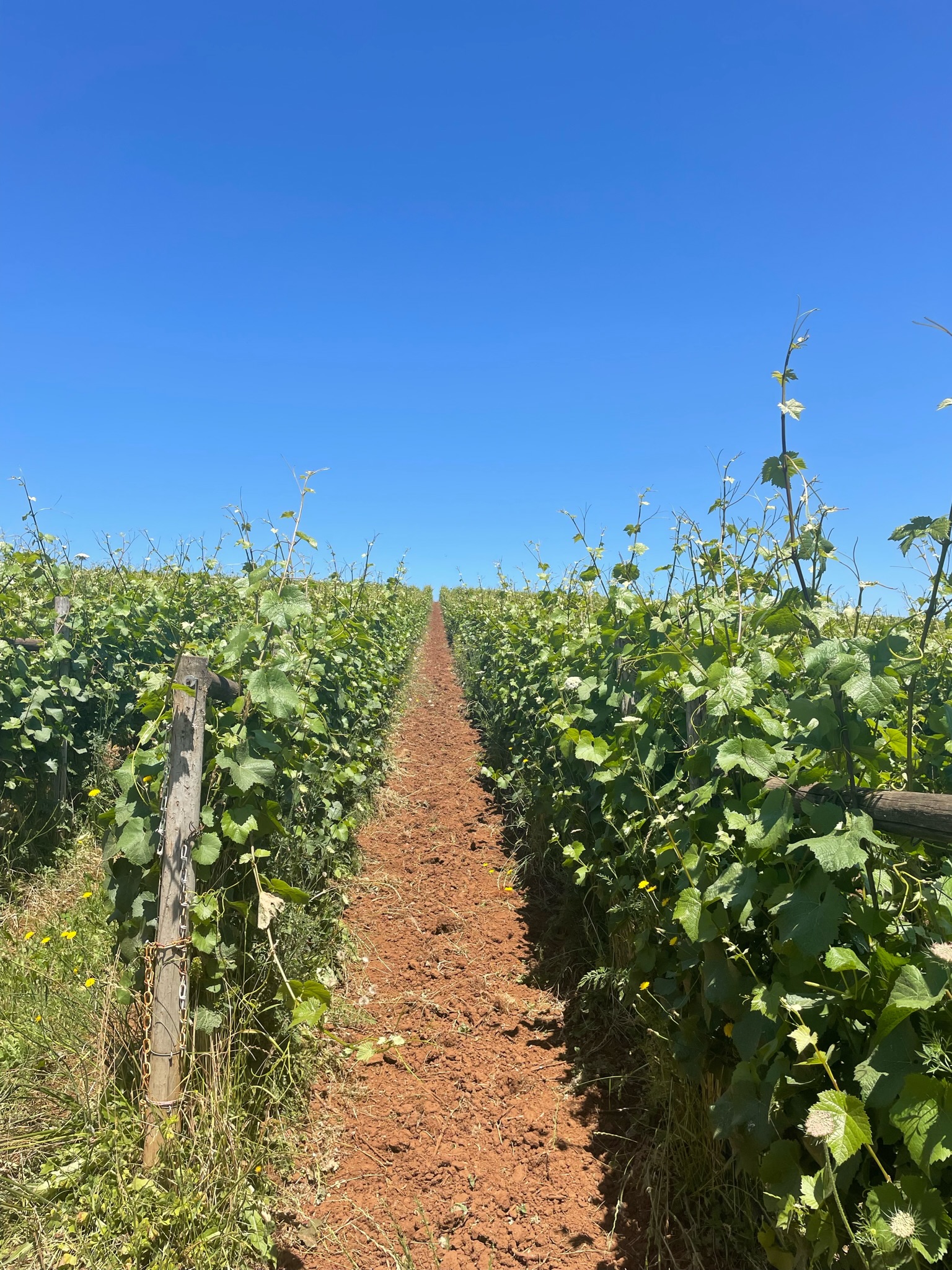 Express Vineyard Hike