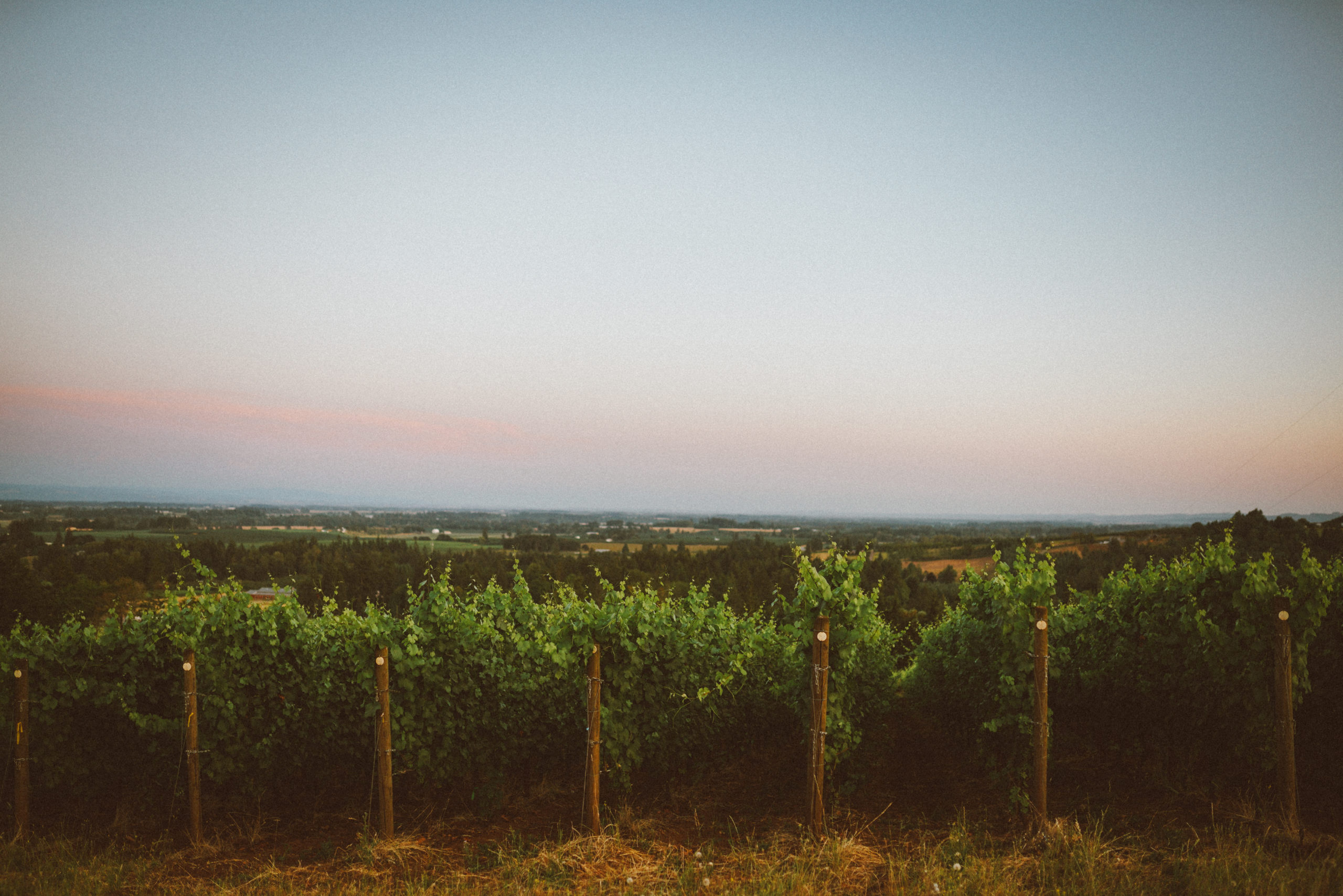 Vines at our Organically Farmed Iron Filbert Vineyard in the Dundee Hills