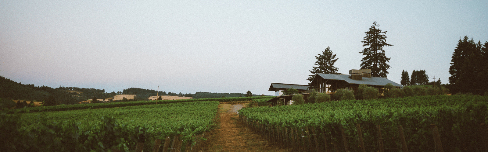 Domaine Roy & fils