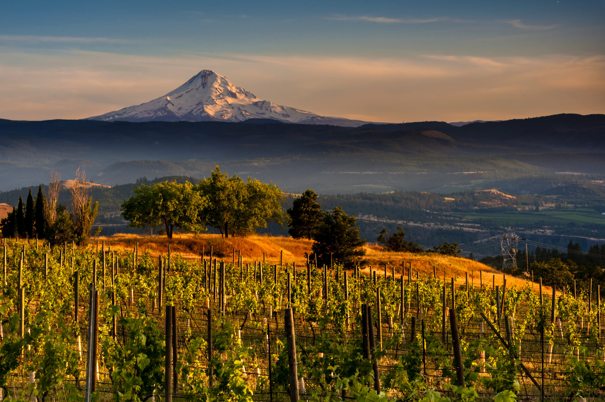 Planted in 1999, Tidalstar Vineyard is a 30-acre Demeter Certified Biodynamic® and CCOF Certified Organic vineyard positioned against the western edge of the Yamhill-Carton AVA, a sub-appellation of Oregon’s renowned Willamette Valley.