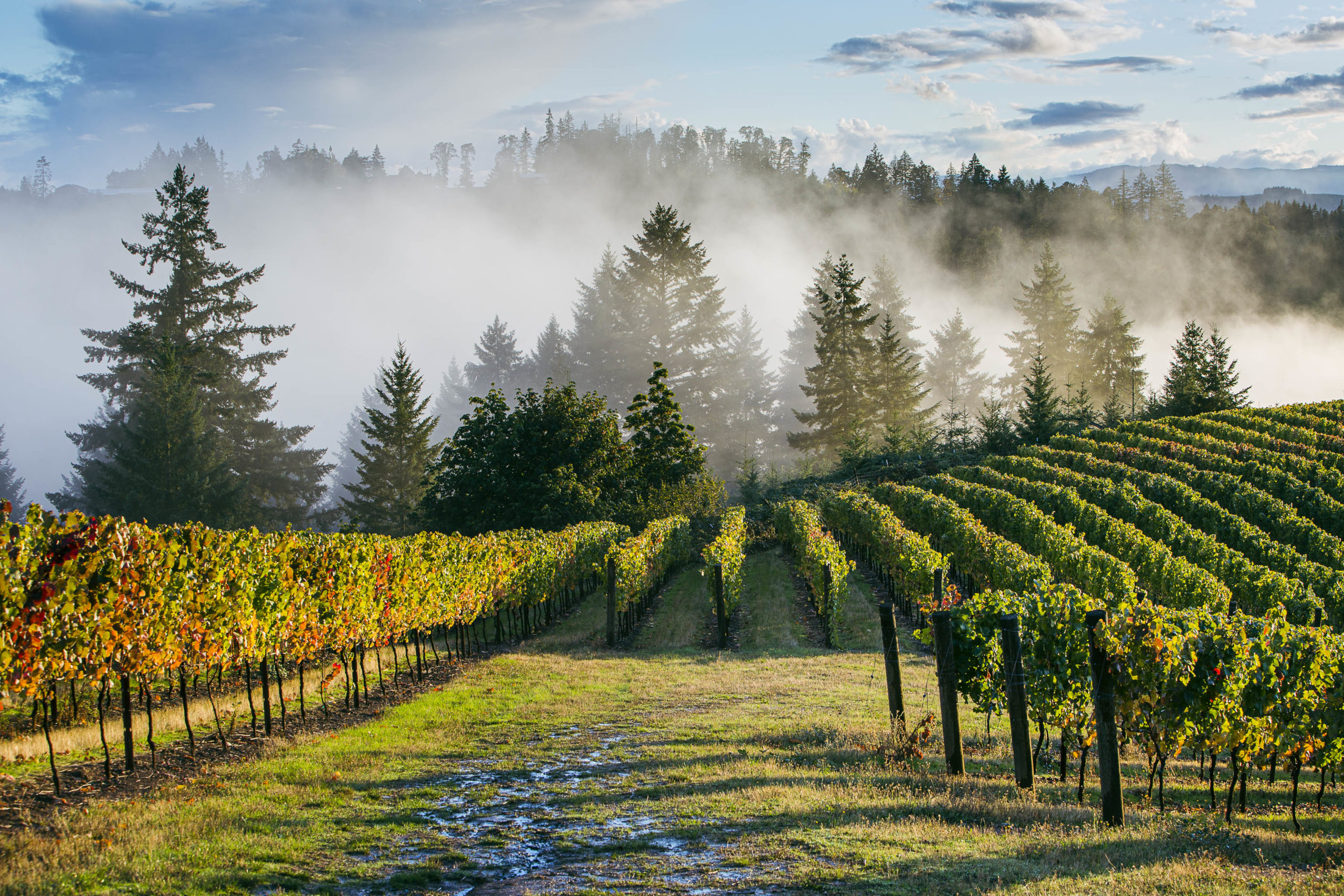 Foggy evening with fir trees and grapevines