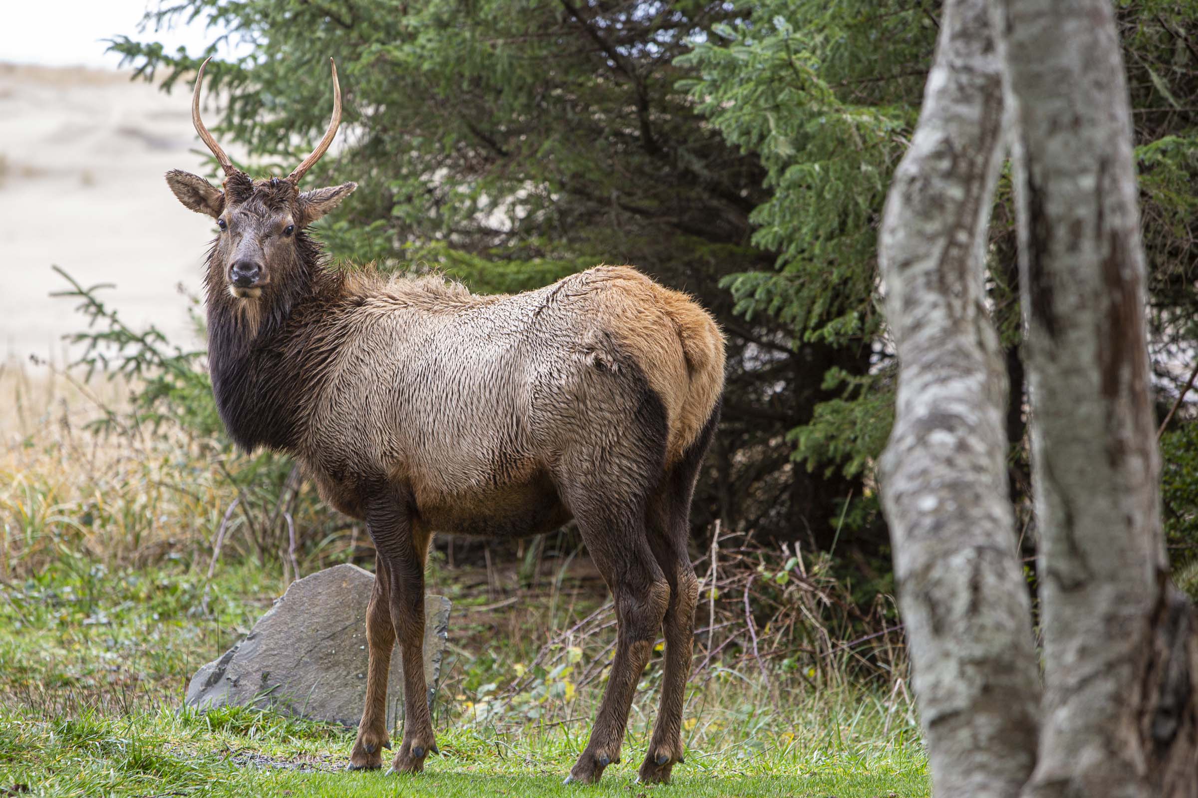 young bull elk
