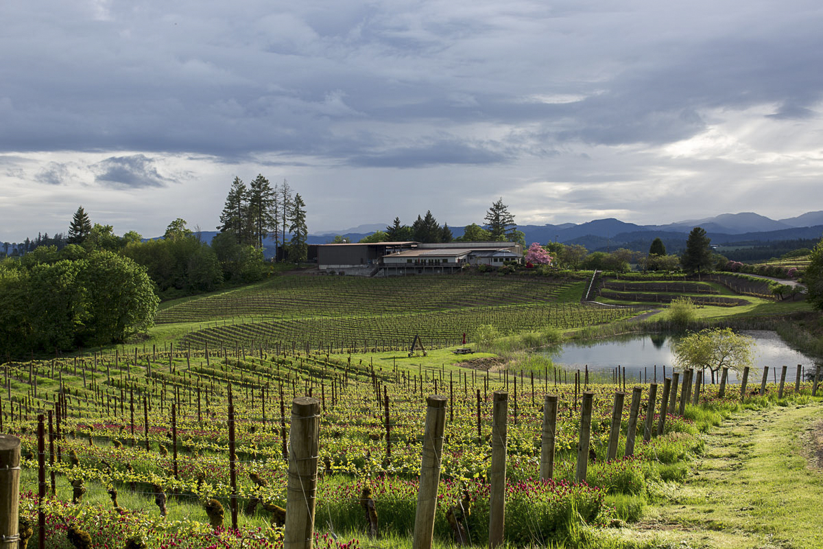 grapevines in springtime with clover and winery in background