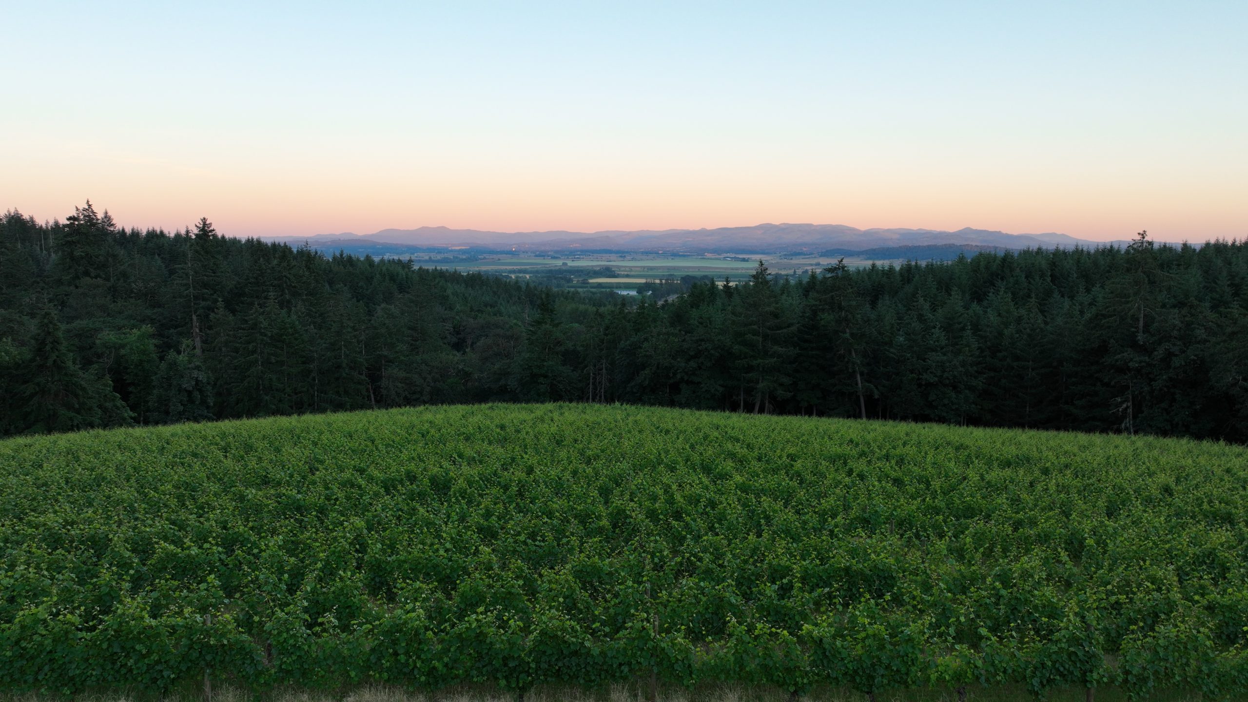 Vineyard View from the Orchard House Vineyard Patio