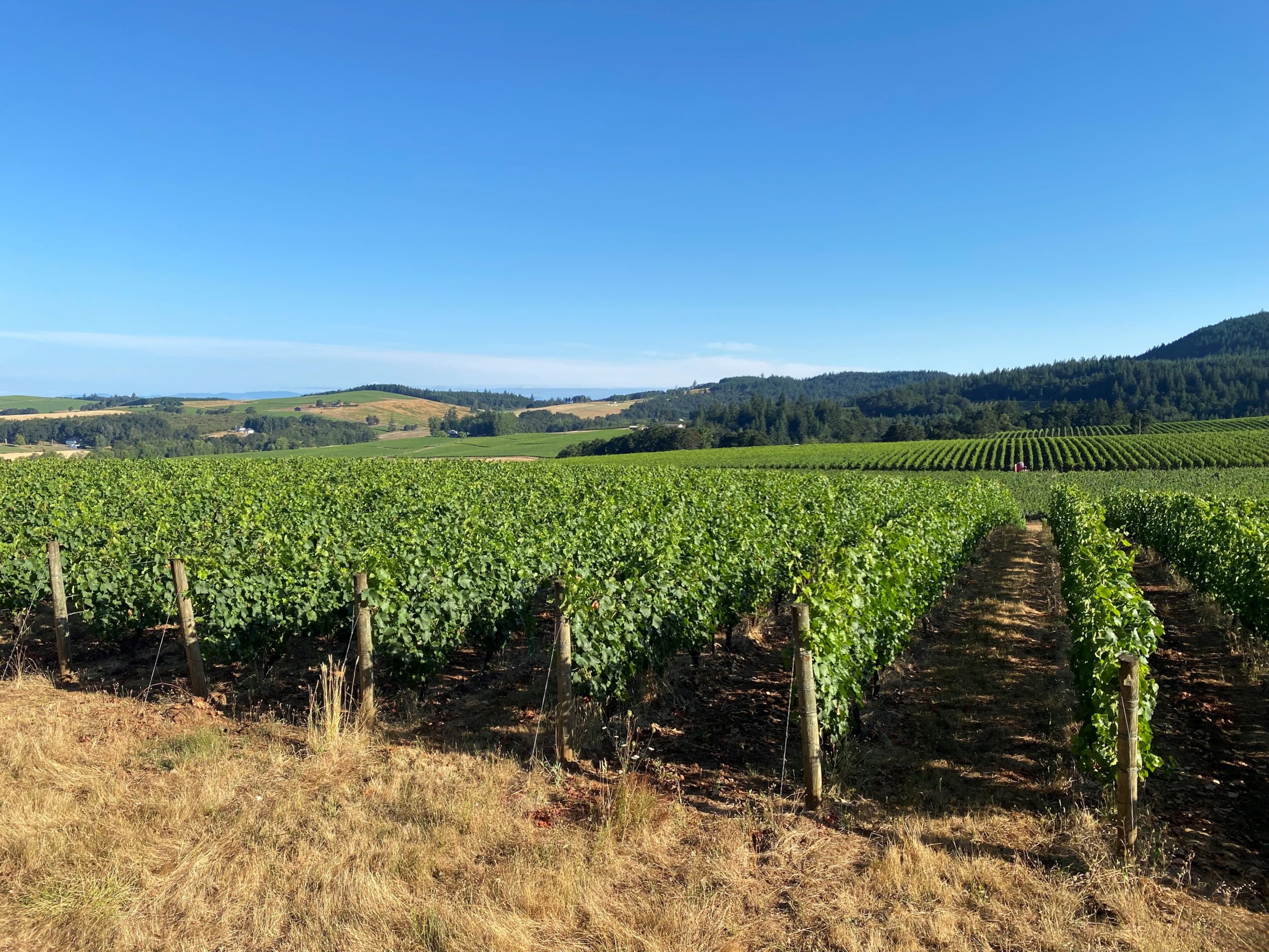 Karta Wines