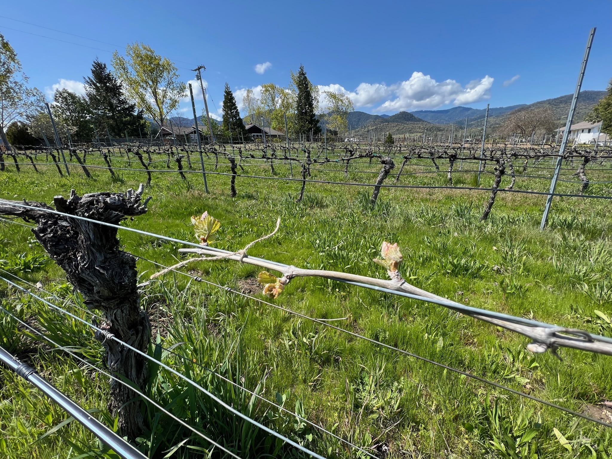 Budbreak