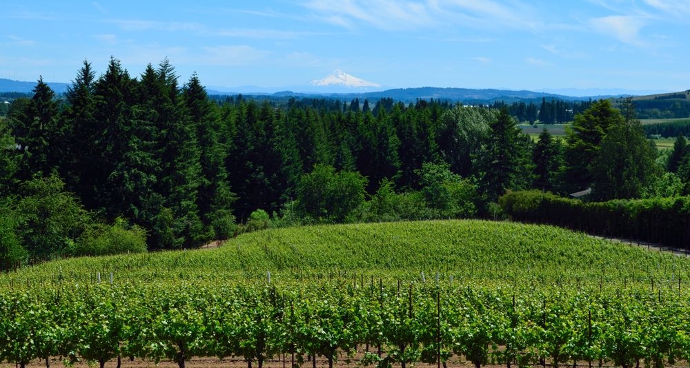 Vineyard & Mt Hood