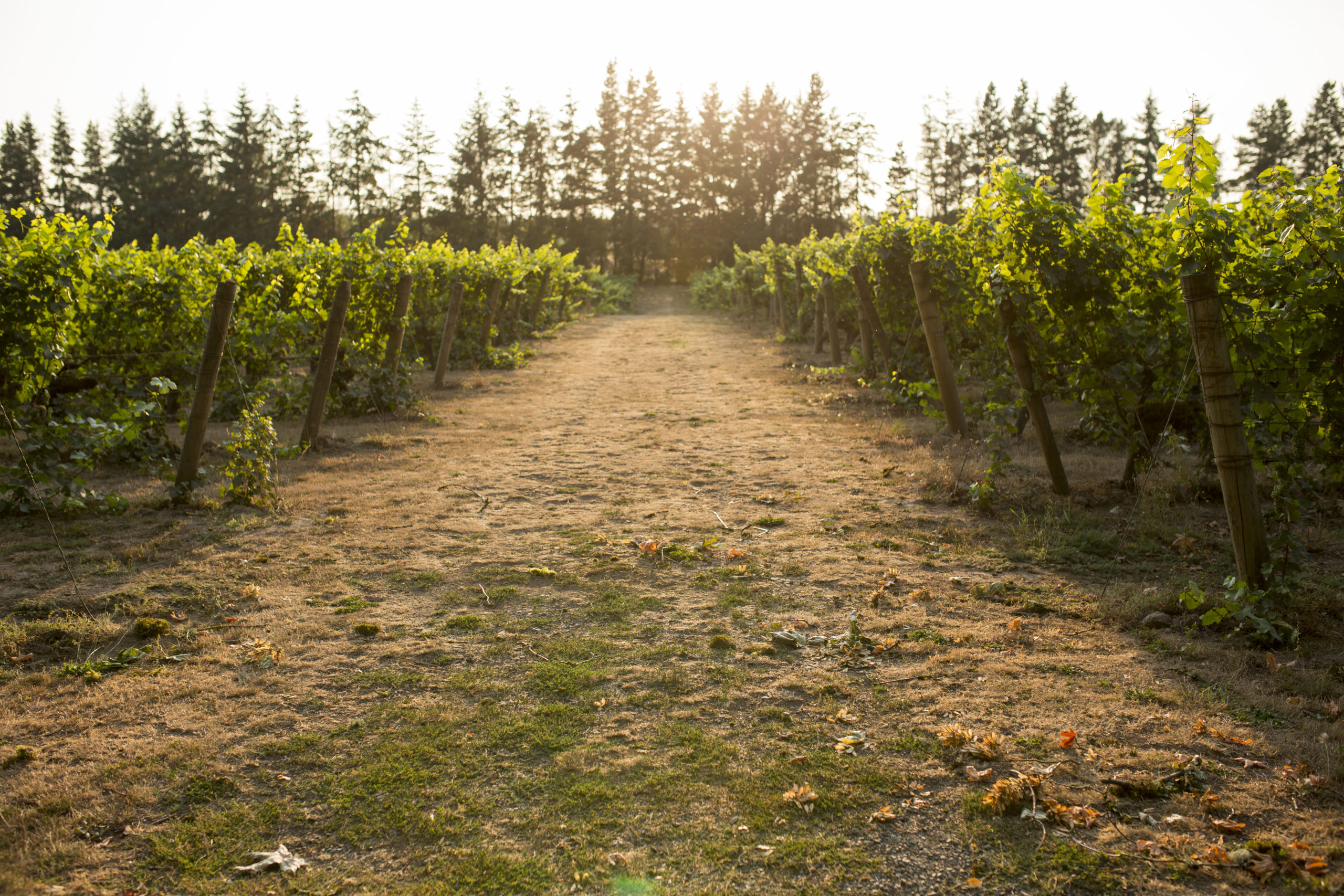 Hamacher Wines