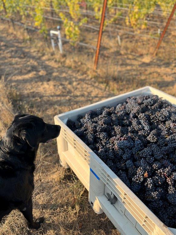 Black Dog Vineyard