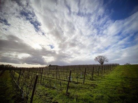 Black Dog Vineyard