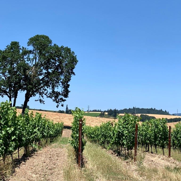 Black Dog Vineyard