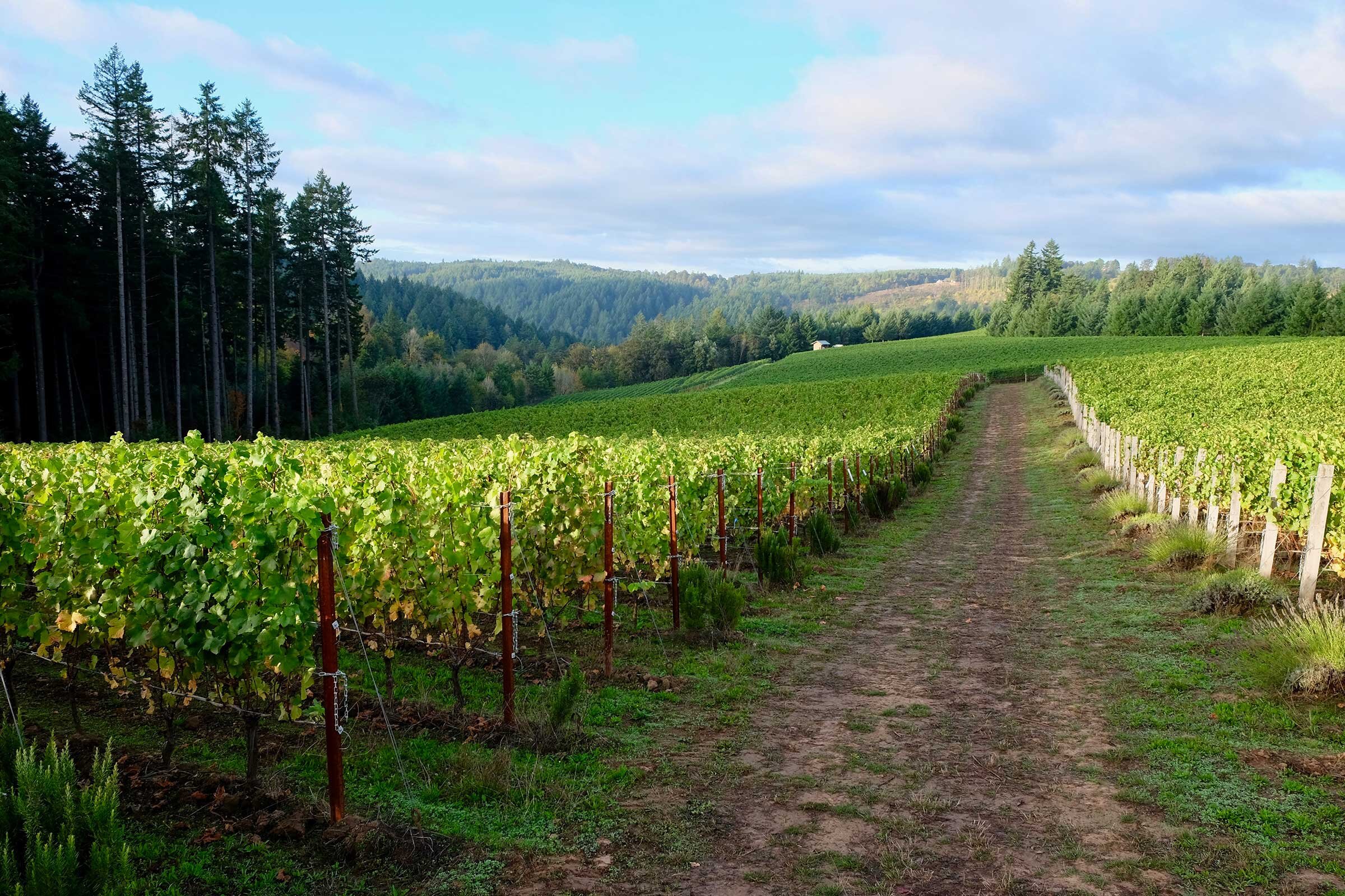 Sequitur Vineyard