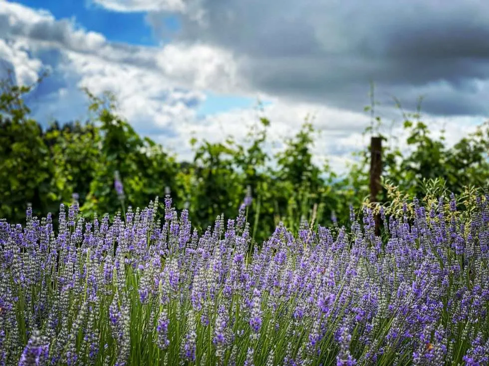 Labor Day Weekend Featured Tasting | Lange Estate Winery