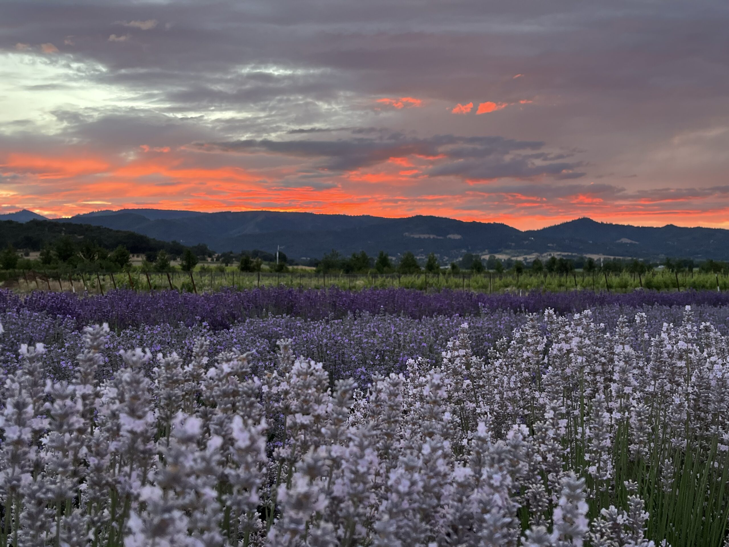 Dos Mariposas Vineyards & Lavender