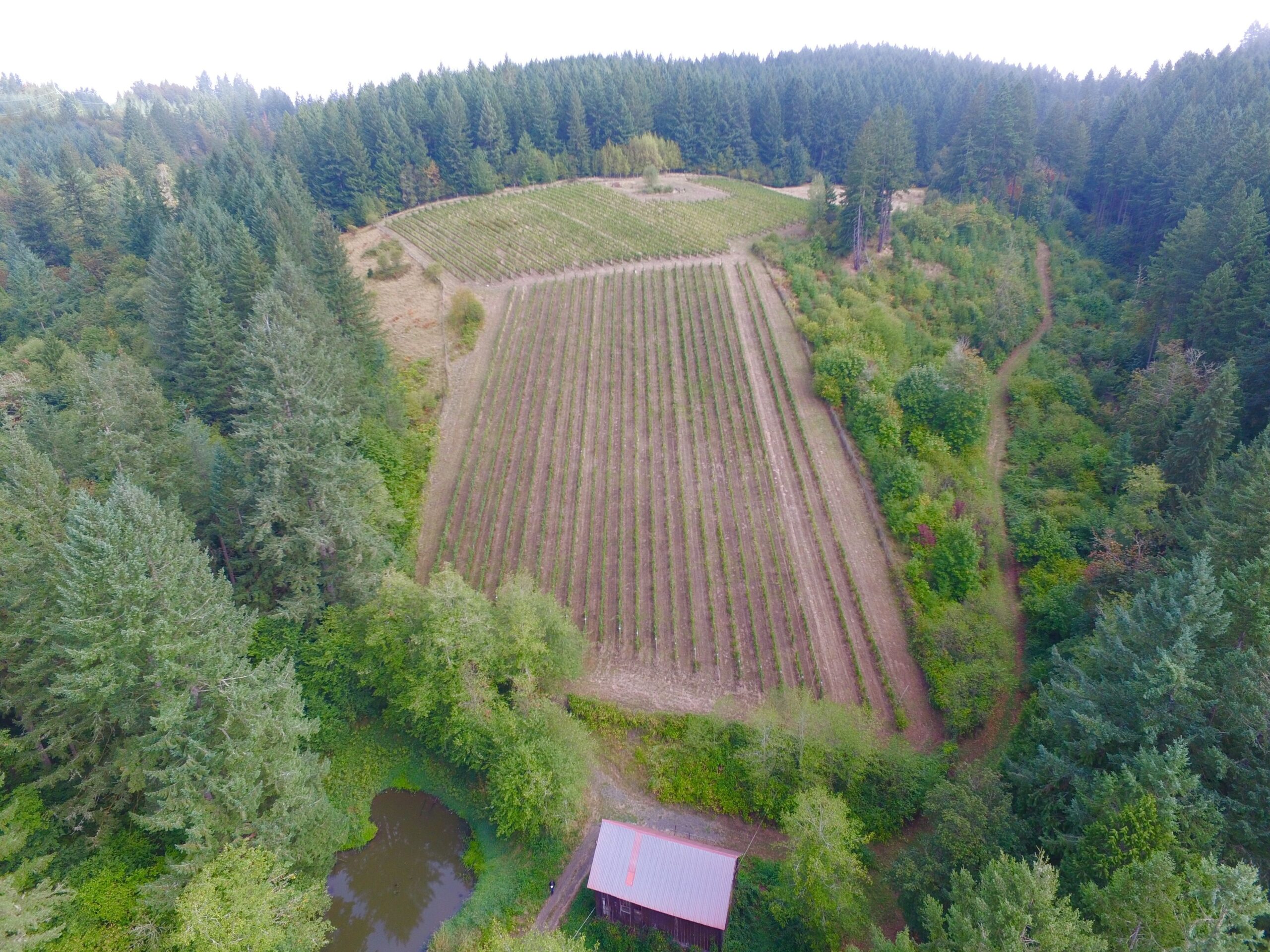 Main vineyard
