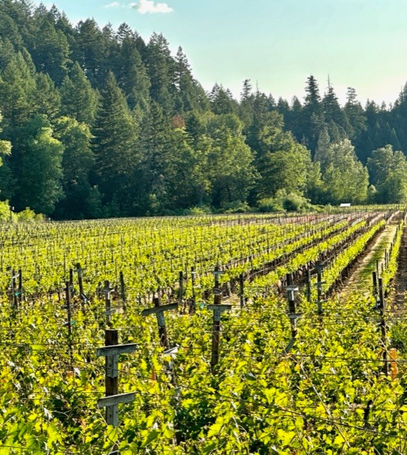 vineyard
