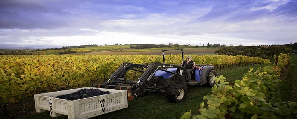 MonksGate Vineyard & Wines