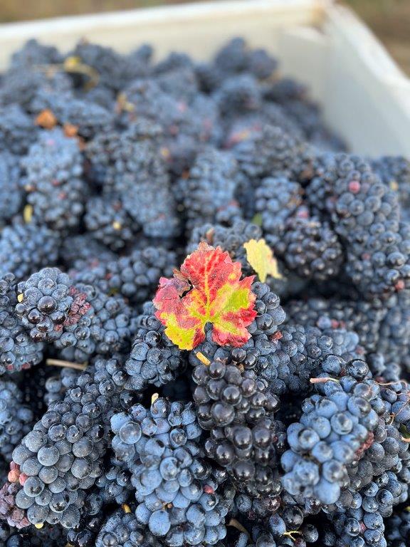 Black Dog Vineyard