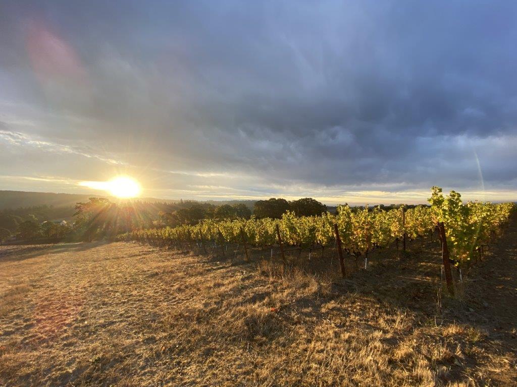 Black Dog Vineyard