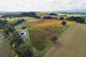 Black Dog Vineyard