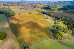 Black Dog Vineyard