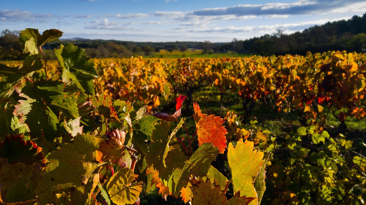 Six Peaks Winery