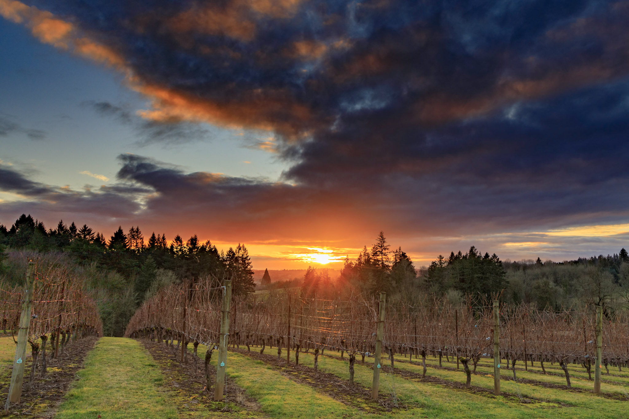 Oswego Hills Vineyard & Winery
