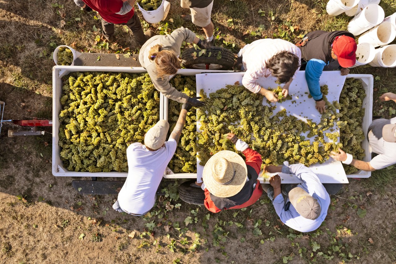 A Vintage for the Ages: Reflections on Oregon’s 2023 Harvest