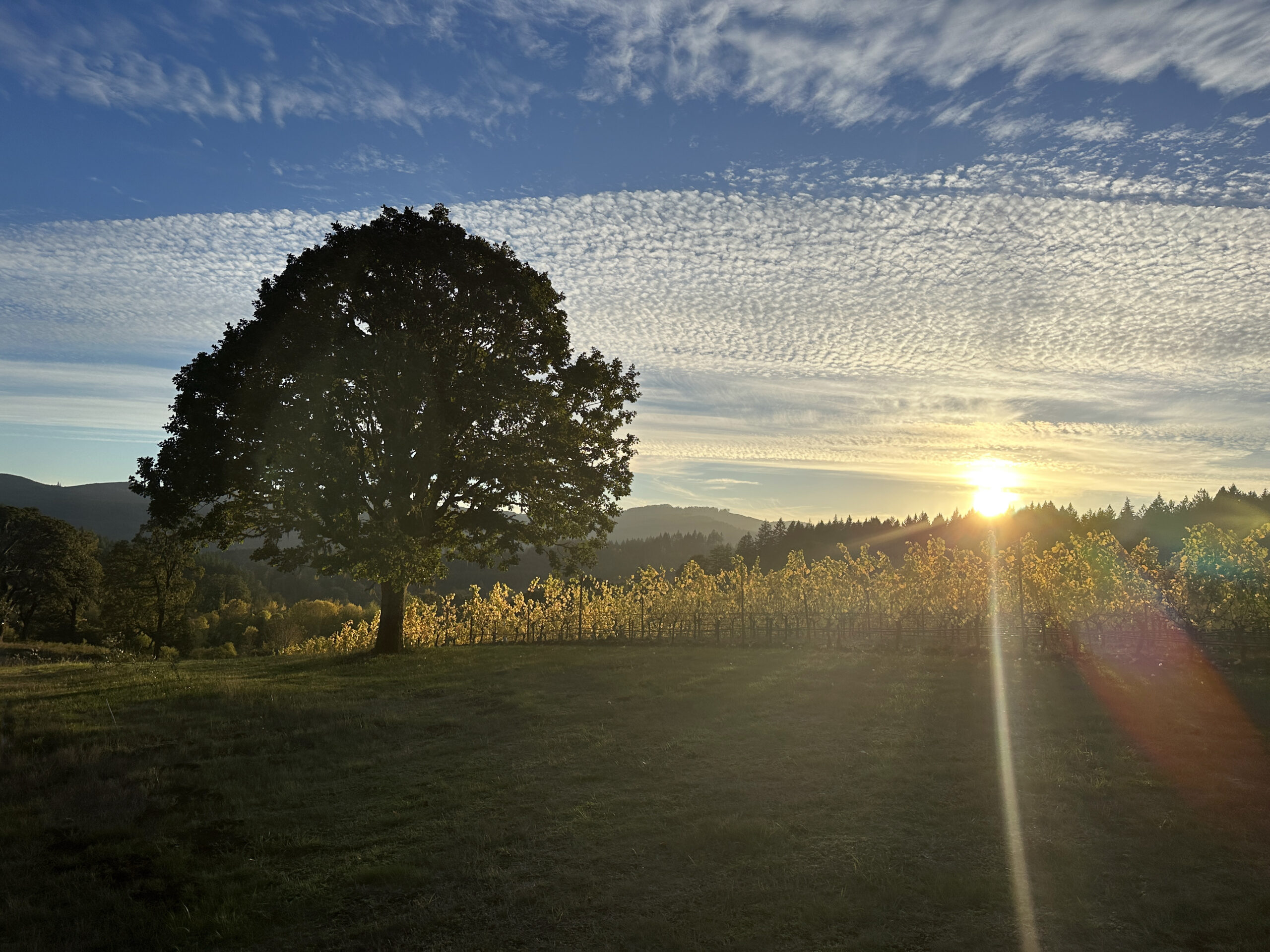Oak Tree at Lonesome Rock Vineyard