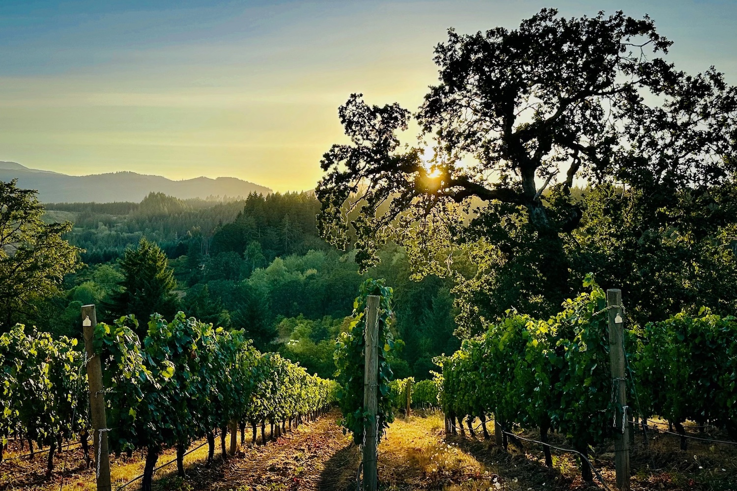 Lonesome Rock Vineyard View of Coast Range