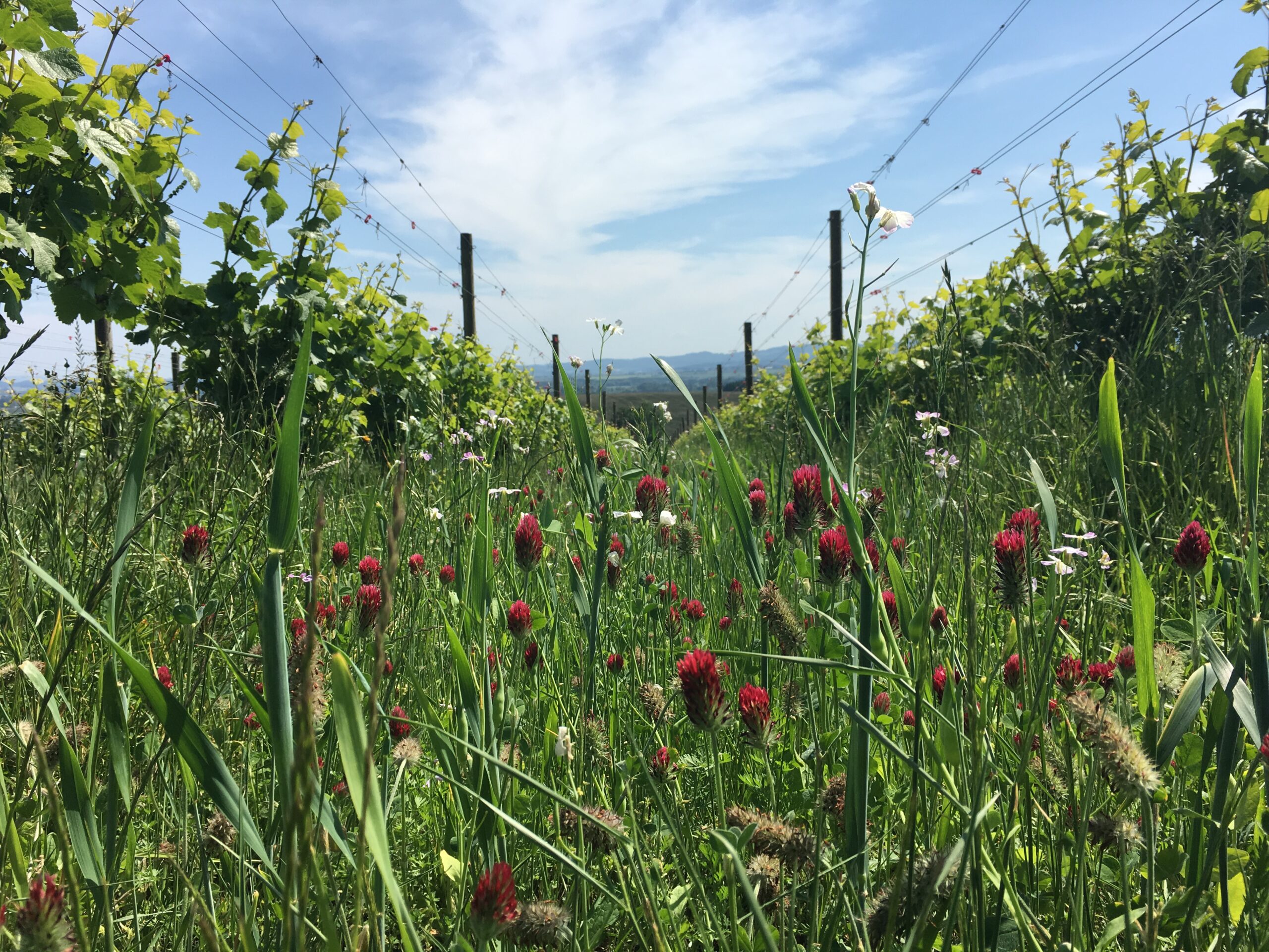 June Bloom & Muffuletta at Coleman Vineyard