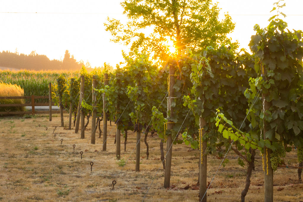 ROCO Winery