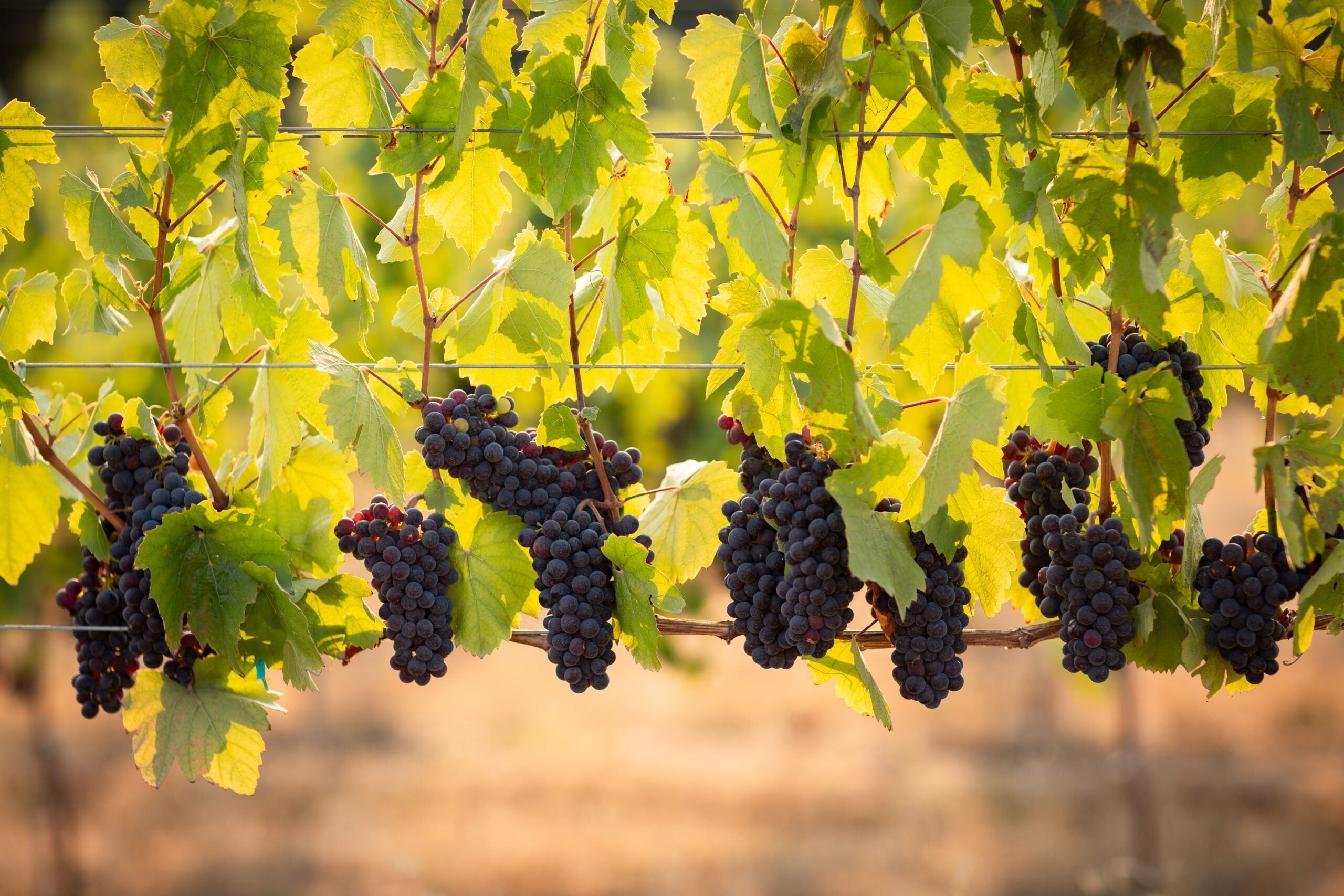 Gemini Vineyards