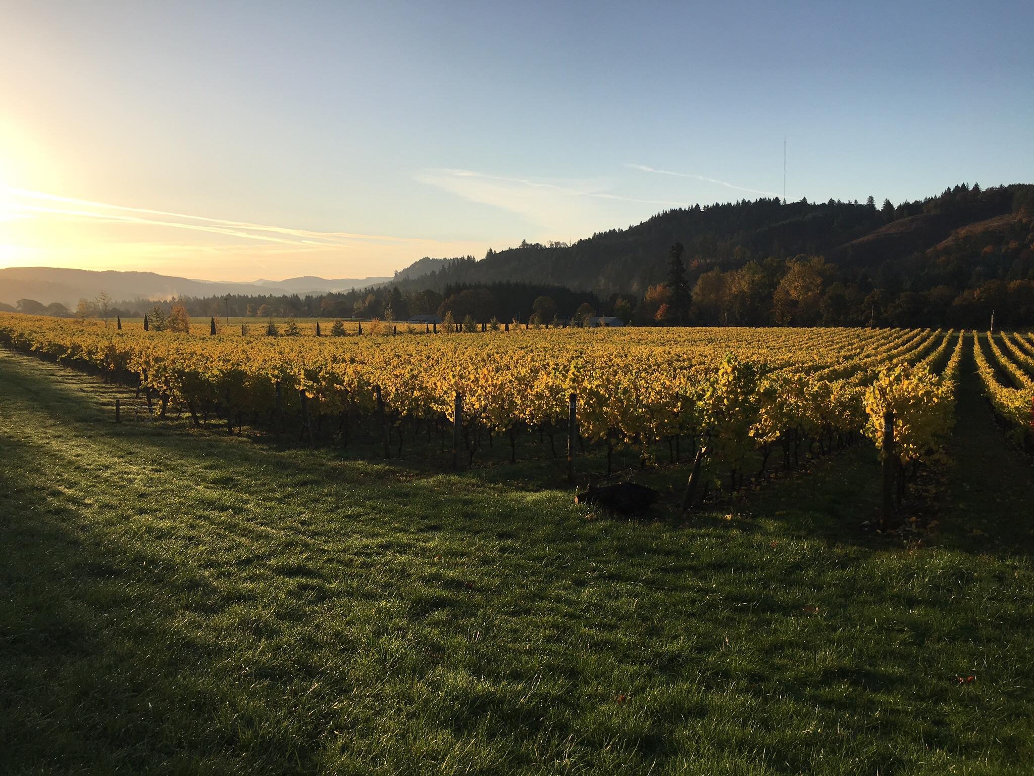 Paradis Vineyards