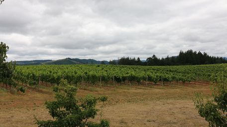 Vineyard