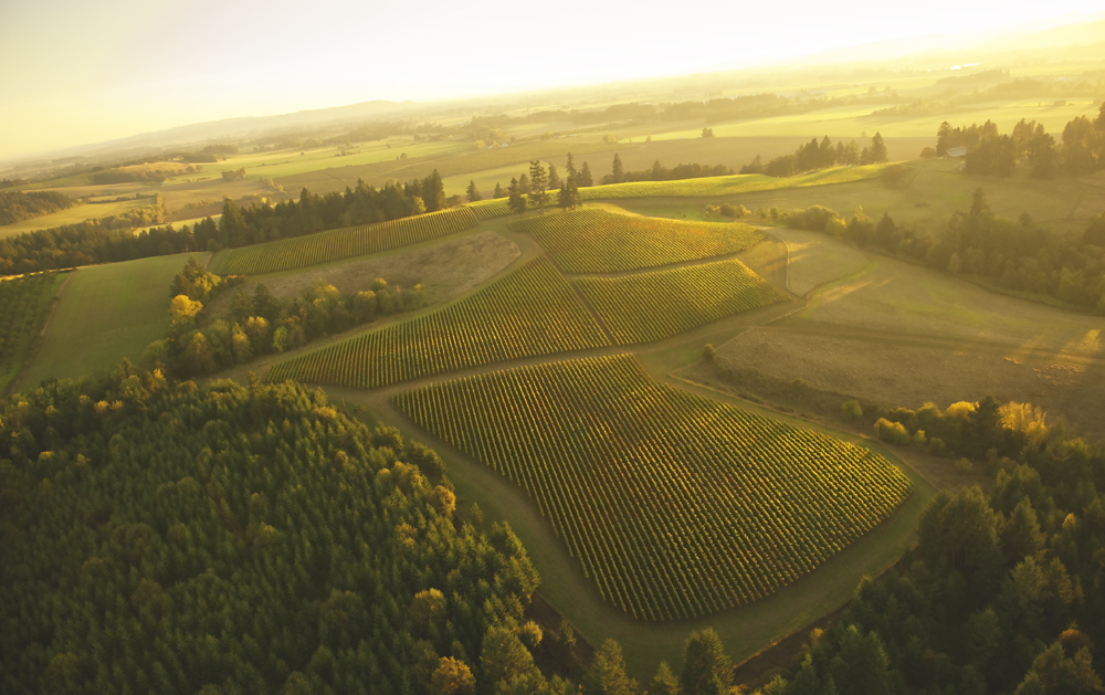 Soter Vineyards – Mineral Springs Ranch