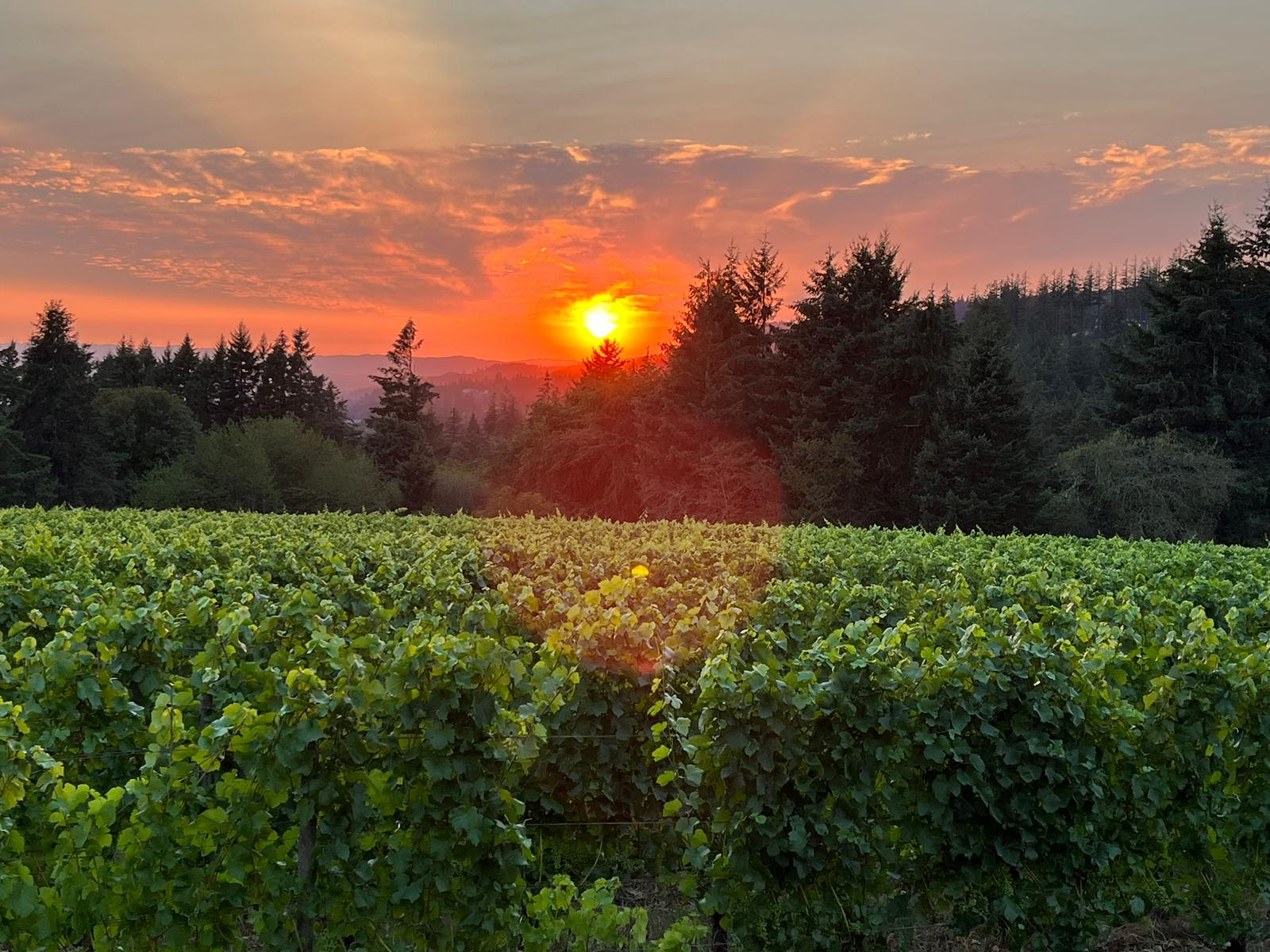 The Potter’s Vineyard & Clay Art Gallery