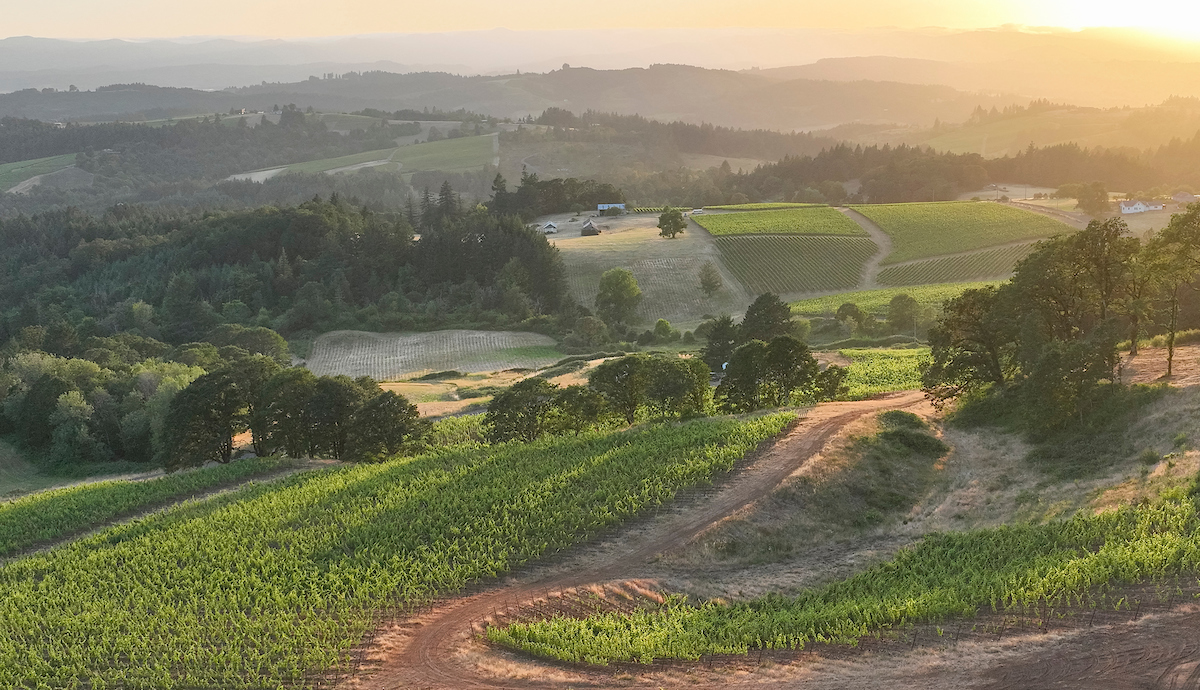 Picture of vineyard with south-ward view