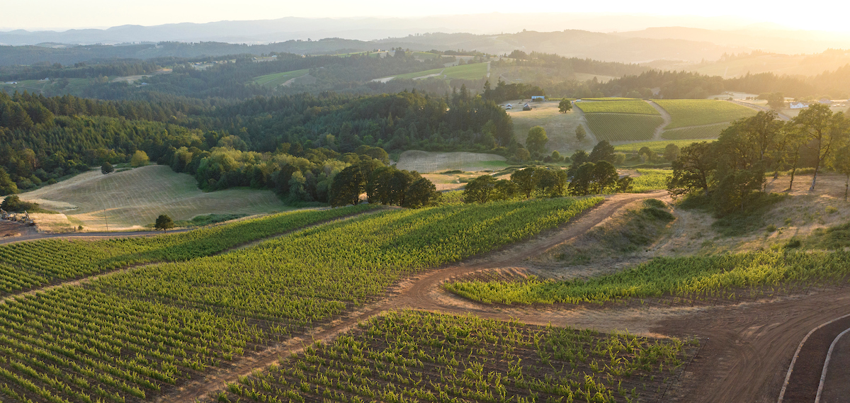 Picture of vineyard with trees at sunset