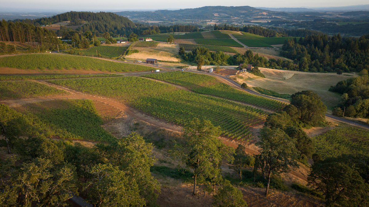 Picture of vineyard looking east toward dundee oregon
