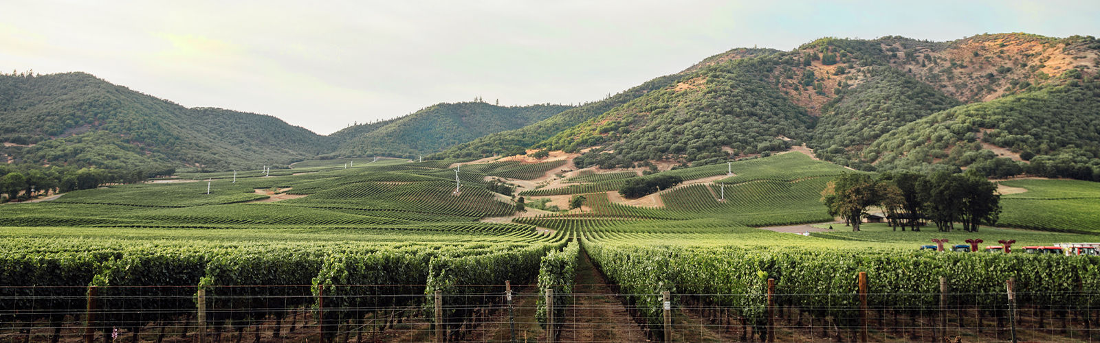 Del Rio Vineyards
