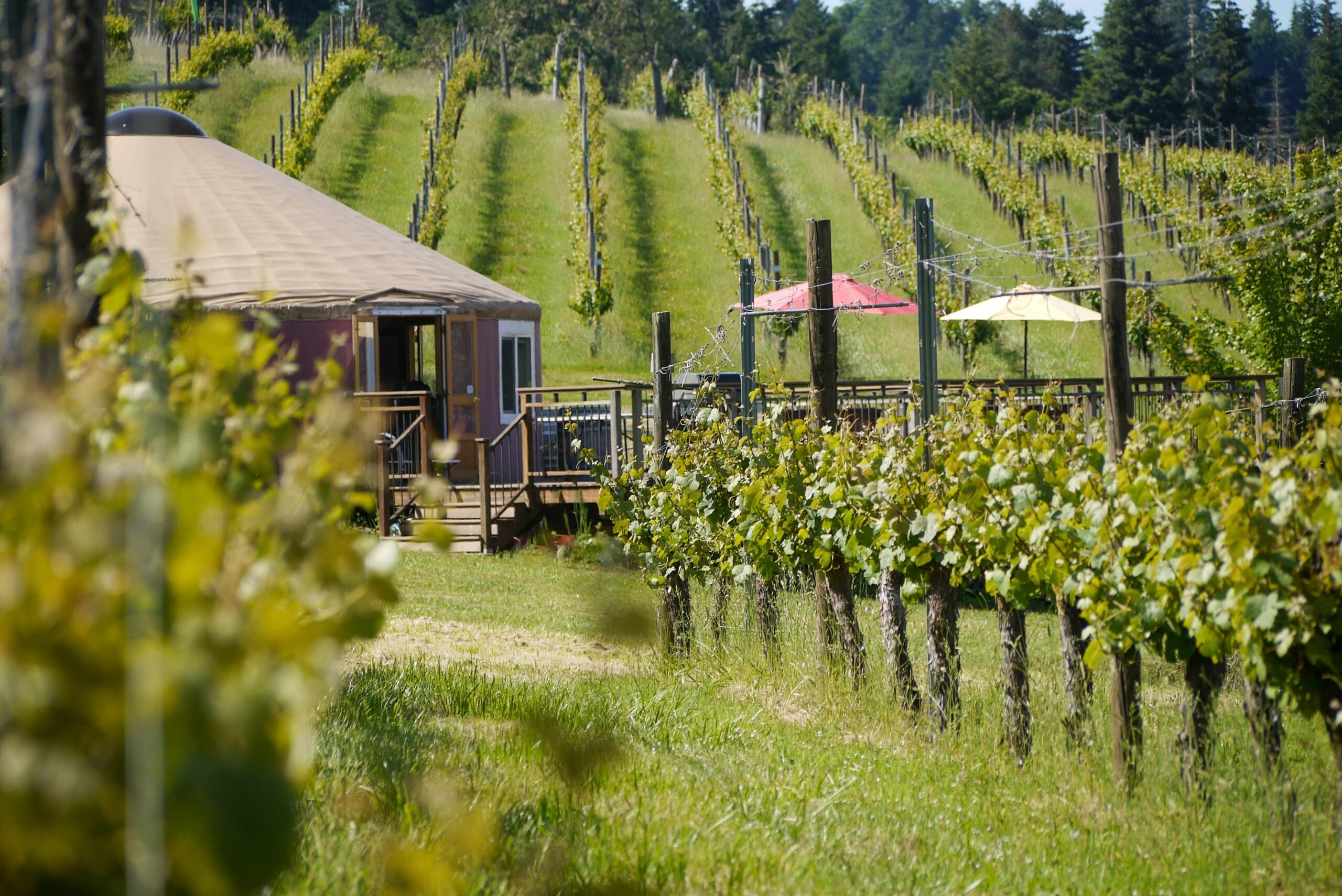 Haines Creek Vineyard & Tasting Room