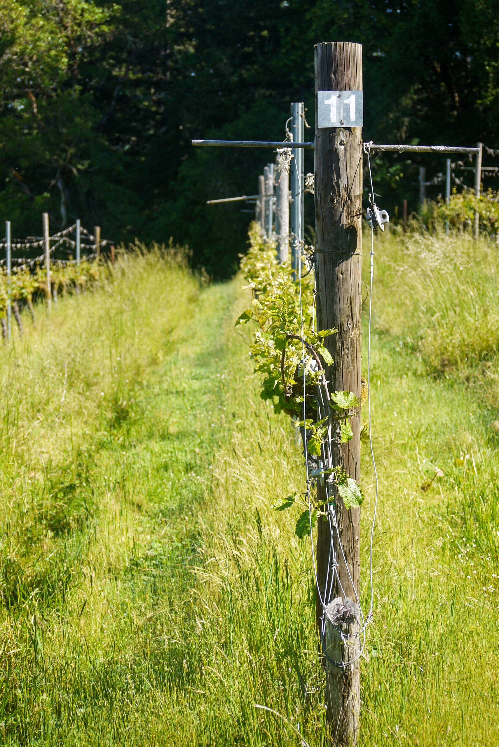 Haines Creek Vineyard & Tasting Room