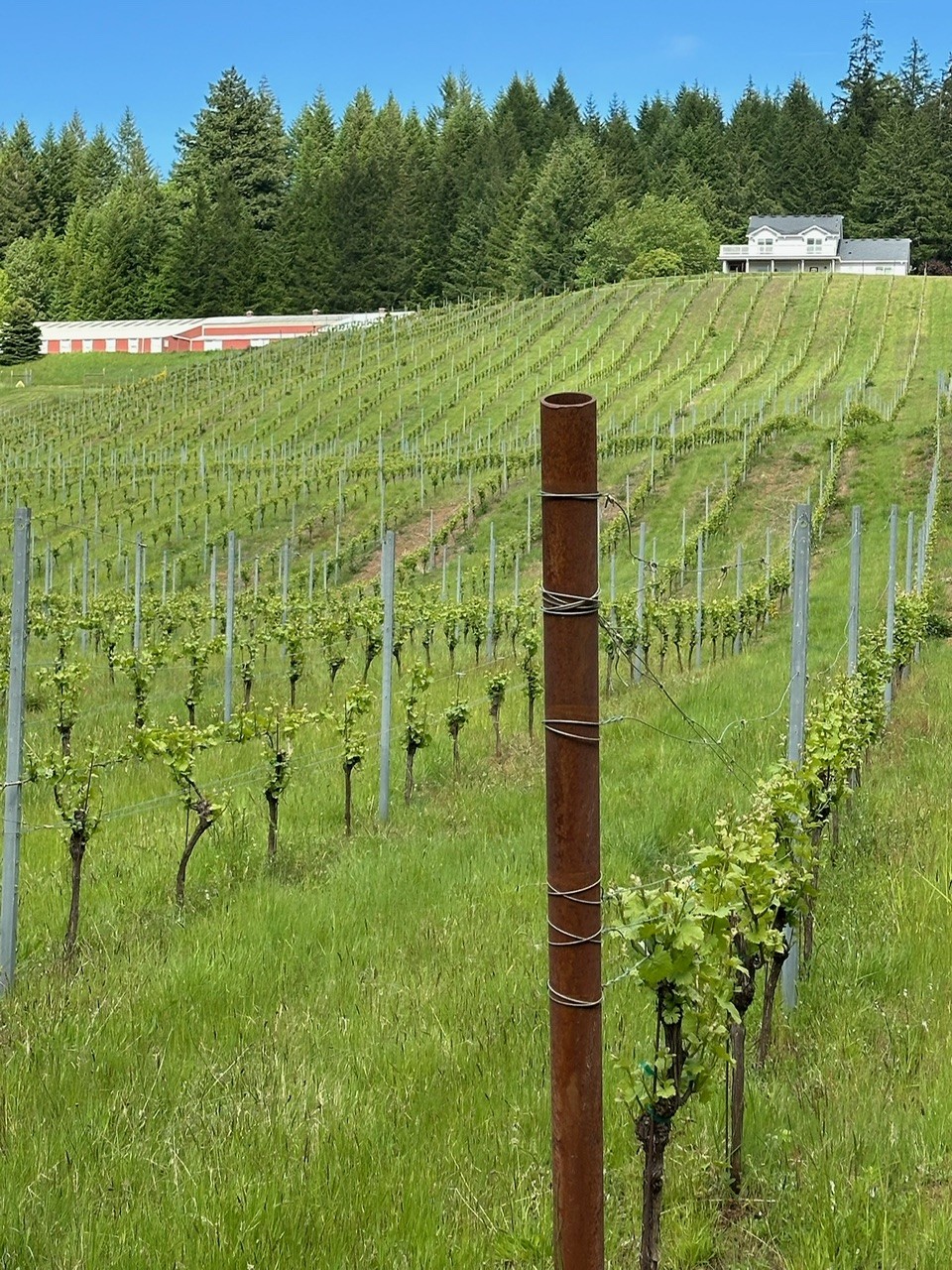 Tres Colline Vineyards