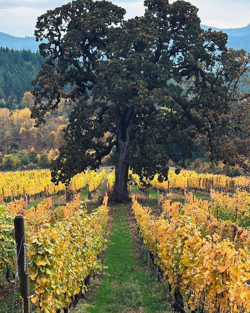Lonesome Rock Vineyard in Fall with Lone Oak Tree