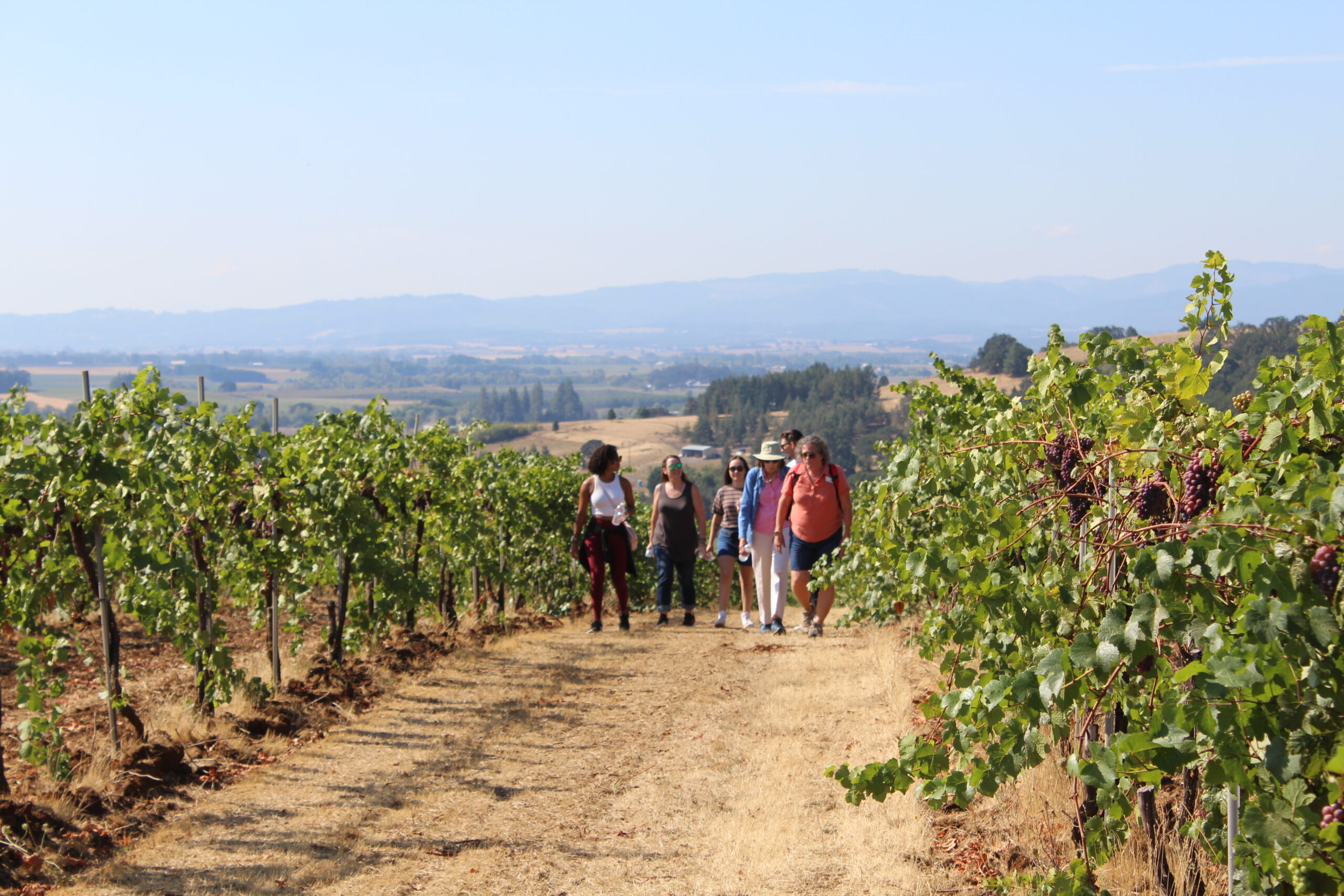 Father’s Day Guided Vineyard Hike at YVV