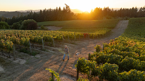 Stephen Goff Wines