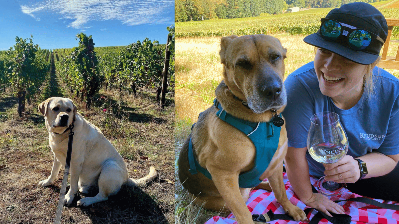 Oregon Wine Board placeholder image