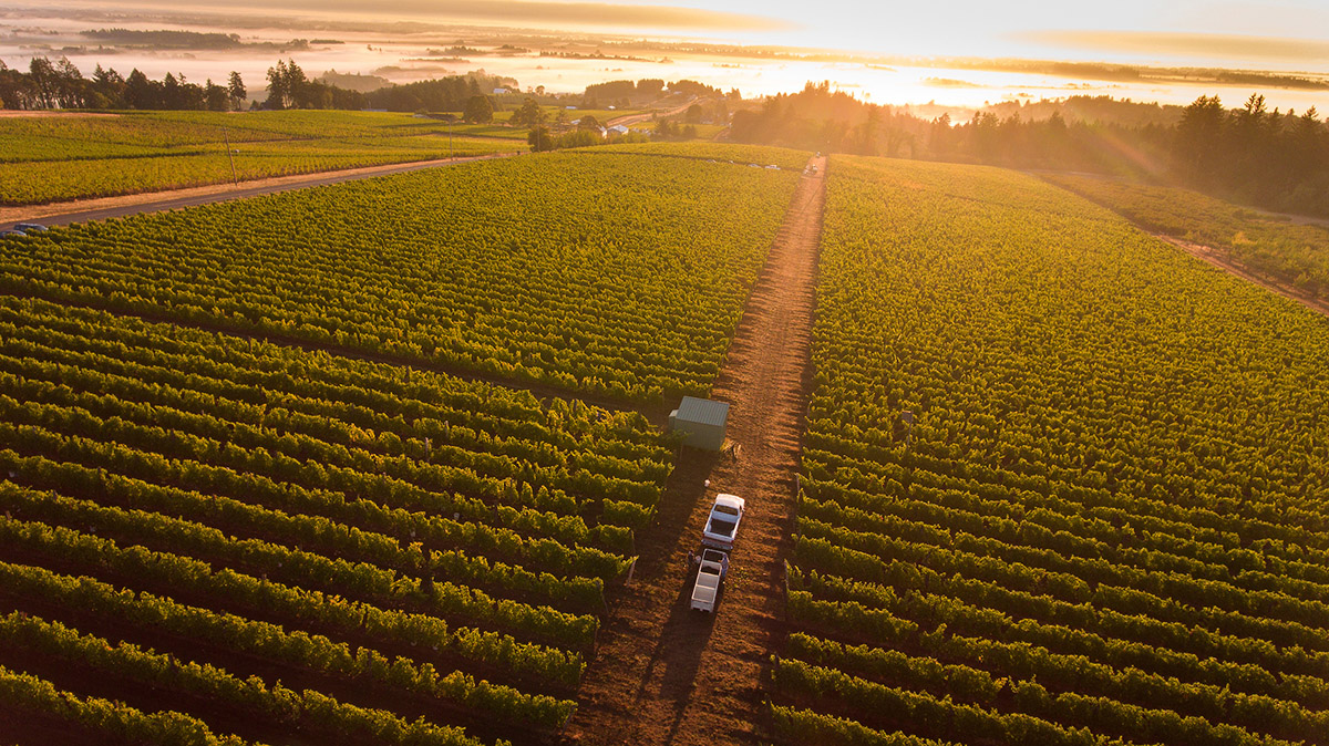 Brooks Wines